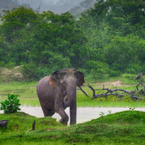 Wildlife Photography Tour in Sri Lanka